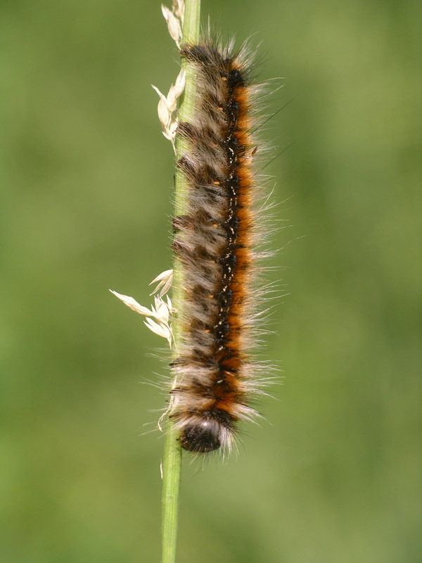 Bruco di Eriogastere catax